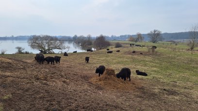 Beesel langs de maas