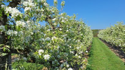 Geldermalsen - Linge bloesemroute