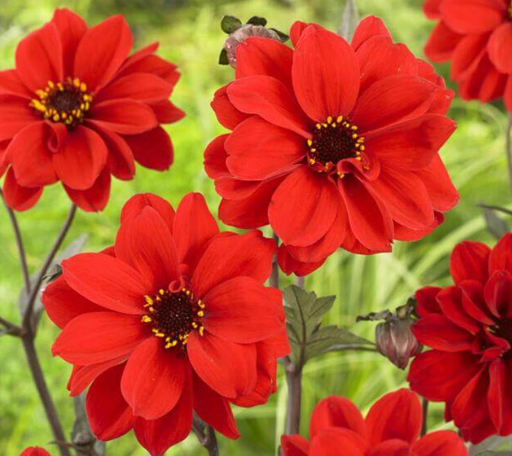 Dahlia Bishop of Llandaff