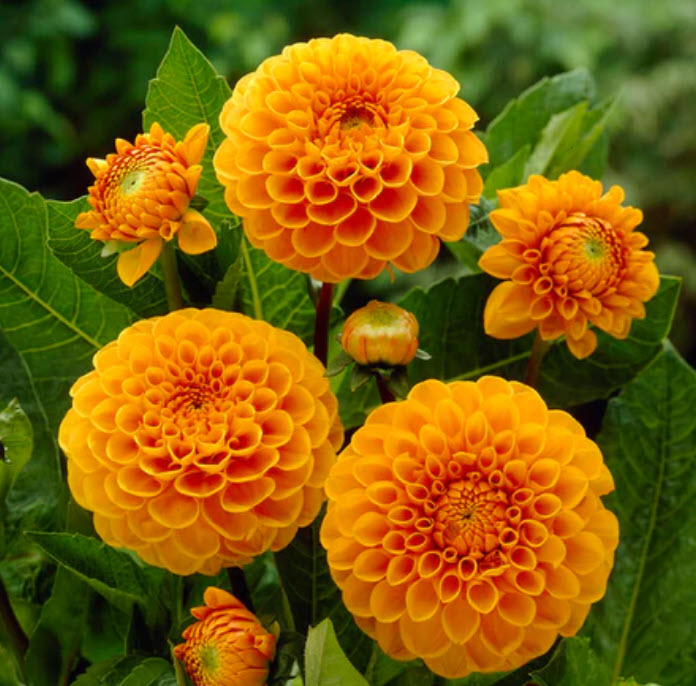 Dahlia Sylvia
